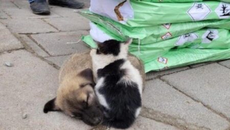 Malatya’da kedi ve köpek birbirine sarılarak ısınmaya çalıştı