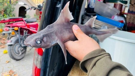 Yalova’da domuz köpek balığı yakaladı