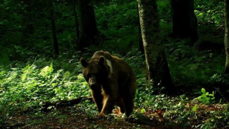 Uzmanından uyarı: Kış uykusuna yatamayan ayılar saldırabilir