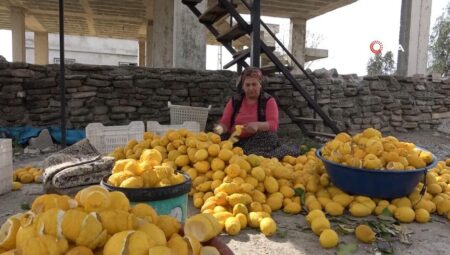 Adana’da atıl limonları ekonomiye kazandırıyorlar