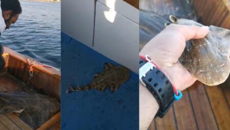 Çanakkale’de yakalanan köpek balığı teknede doğum yaptı