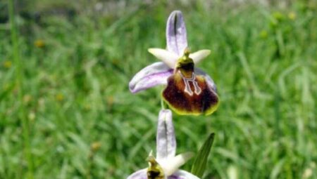 Likya orkidesi ve Manavgat Şelalesi korunacak