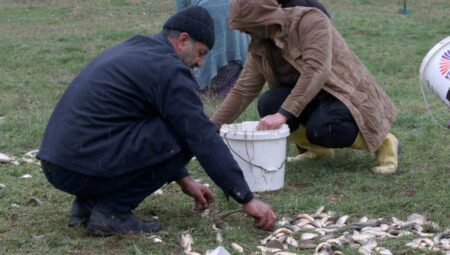 Malatya’da depremzedeler, sel sonrası karaya vuran balıkları kurtarmak için seferber oldu