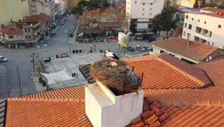 Sındırgı’nın sembolü Sağdıç leylek, belediye binasındaki yuvasına yerleşti