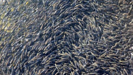 100 milyon yavru balık kaynaklara bırakılacak