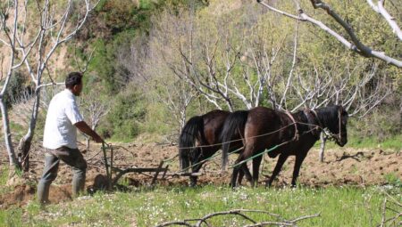 Aydın’daki engebeli arazilerde atlar traktör görevi görüyor