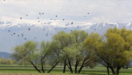 Muş Ovası’ndaki kuşlar on yılda sayıldı:  400 kuş türü kayıt altına alındı