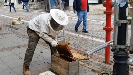 Edirne’de arılar caddeden geçenleri soktu